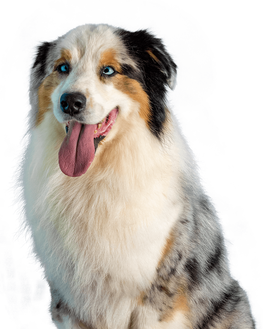 Berger Australien - The Pets Club Maroc