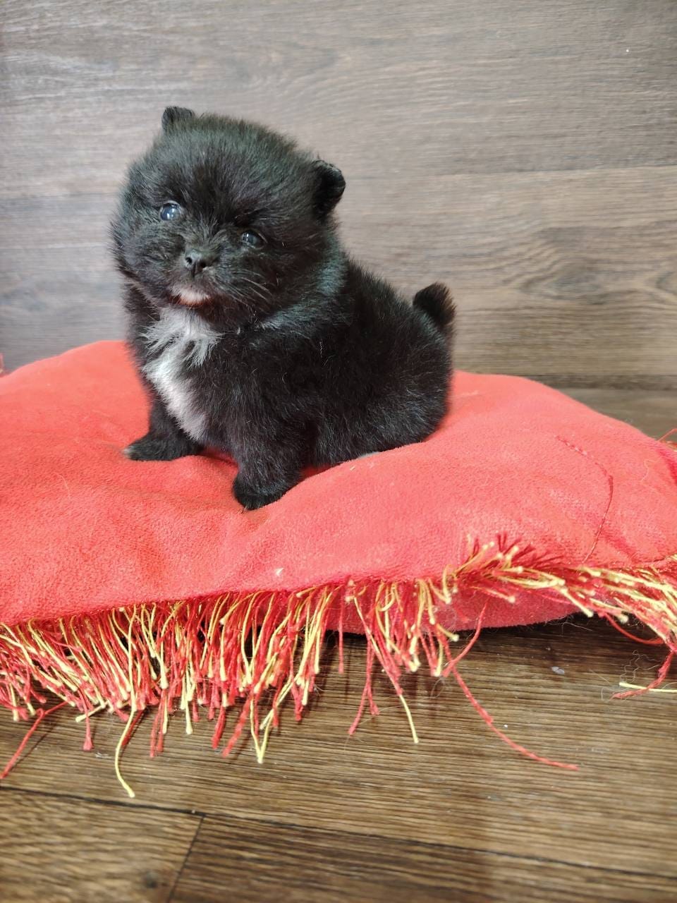 Olympe - Spitz Nain